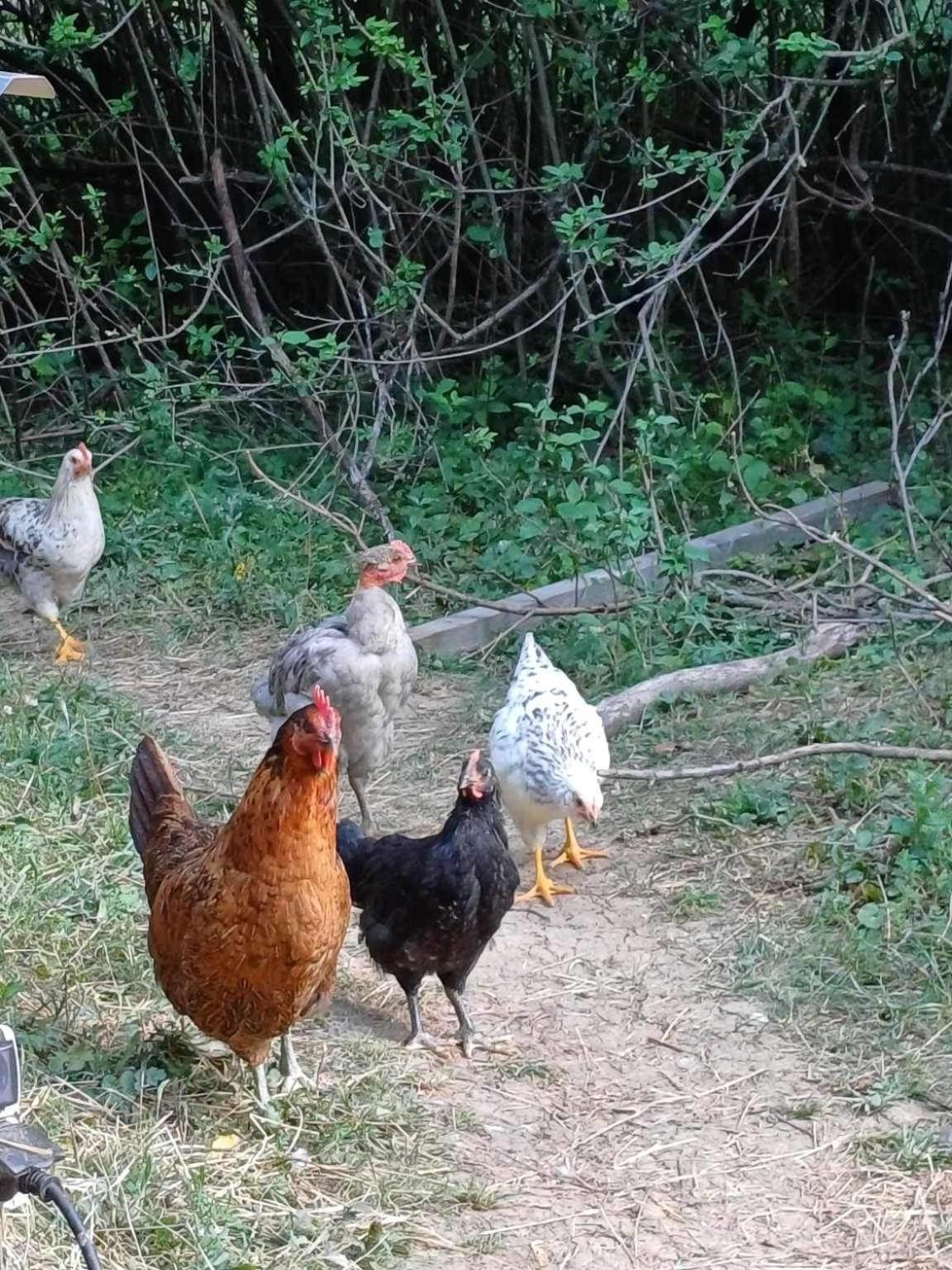 Jurta az erdő mellett dézsával-KERESZ-TANYA Pilisszentkereszt Exterior foto